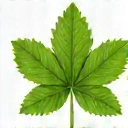 Leaf icon representing natural ingredients